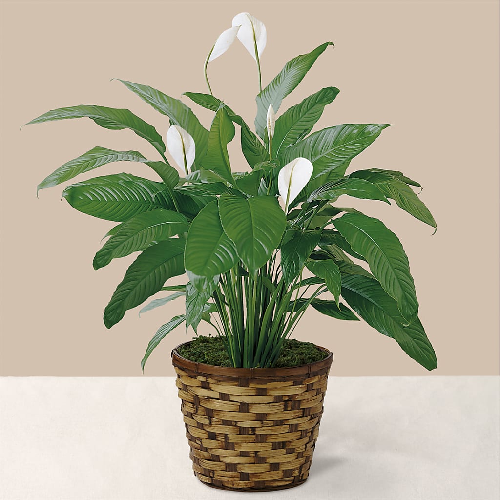 Tranquil Moments Peace Lily Plant – Loose Leaf Florist, Austin TX