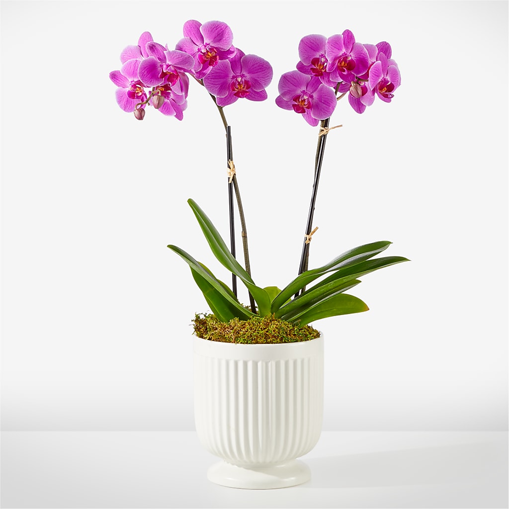 Friendly Fuchsia Orchid – Loose Leaf Florist, Austin TX