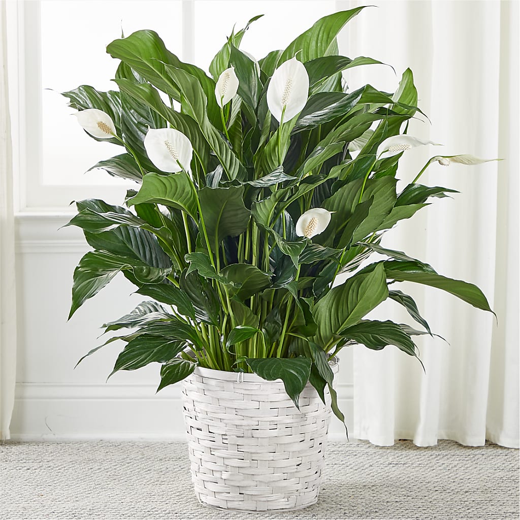 A New Leaf Peace Lily – Loose Leaf Florist, Austin TX