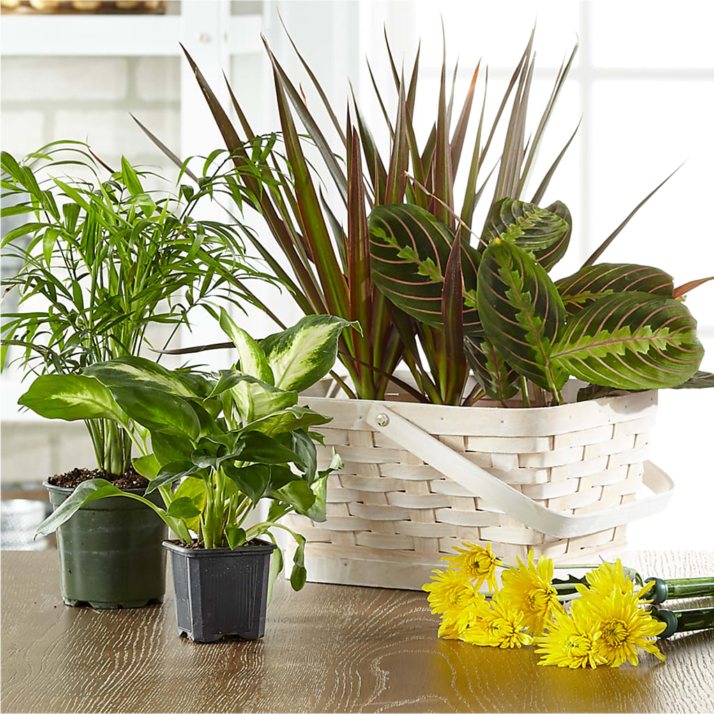 Florist Designed Blooming and Green Plants in a Basket –  Loose Leaf Florist, Austin TX