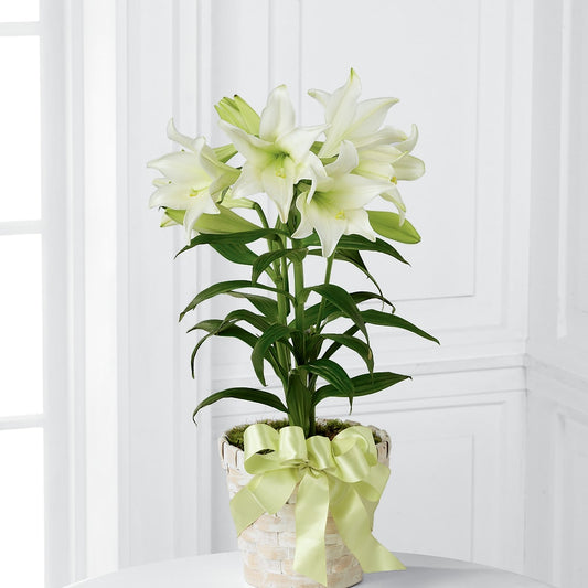 Easter Lily Plant –  Loose Leaf Florist, Austin TX