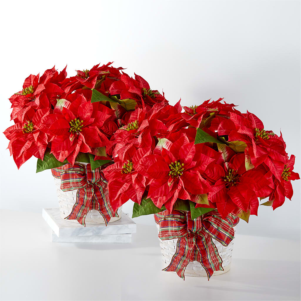 Happiest Holidays Poinsettia Bundle –  Loose Leaf Florist, Austin TX