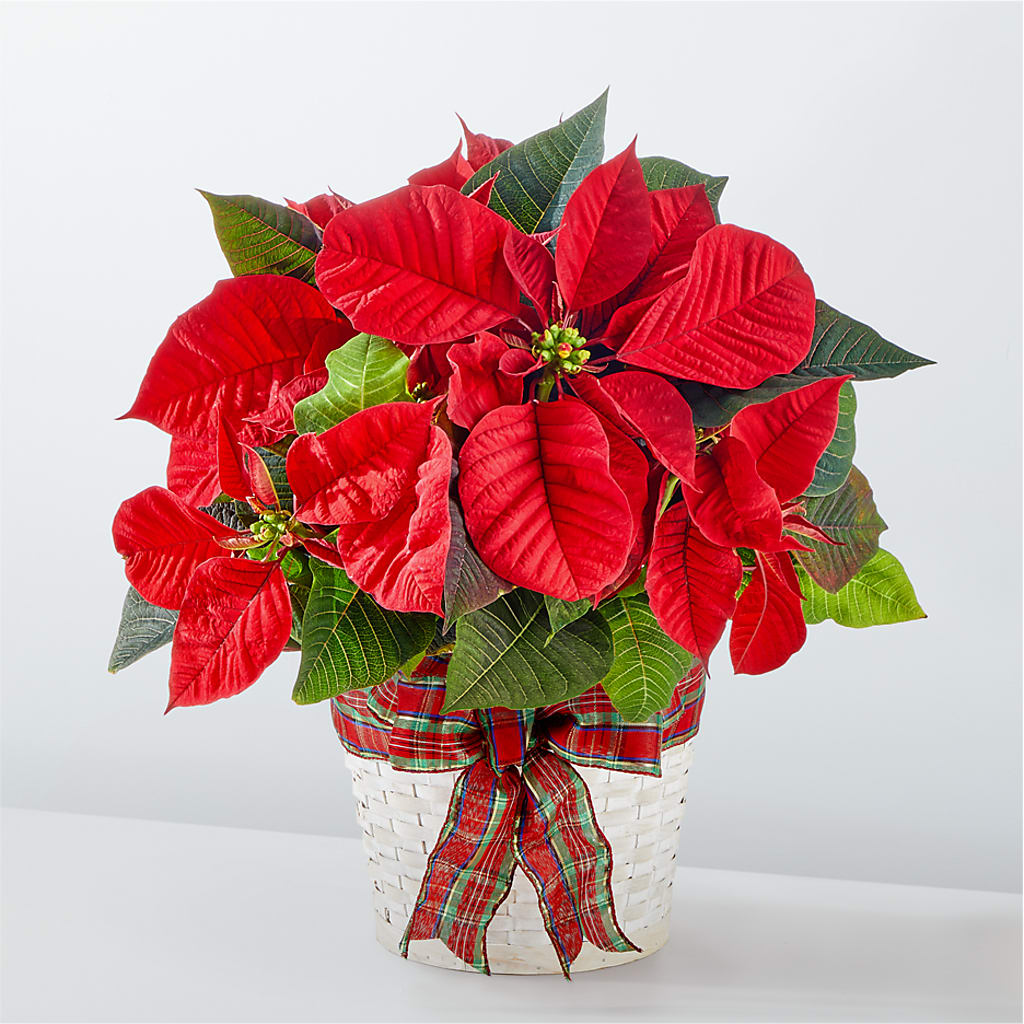Happiest Holidays Poinsettia –  Loose Leaf Florist, Austin TX