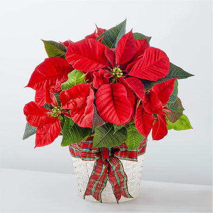 Happiest Holidays Poinsettia –  Loose Leaf Florist, Austin TX