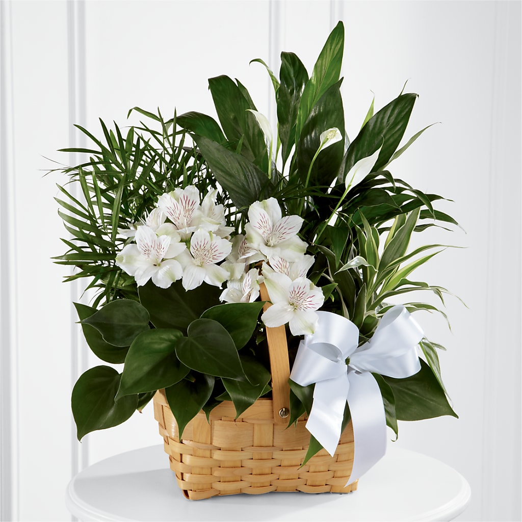 Peace & Serenity Dishgarden –  Loose Leaf Florist, Austin TX