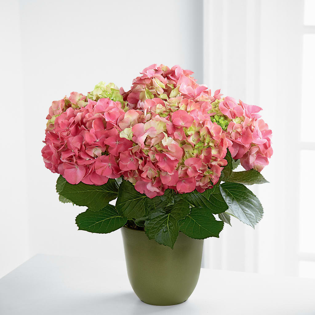 Pink Hydrangea Planter –  Loose Leaf Florist, Austin TX