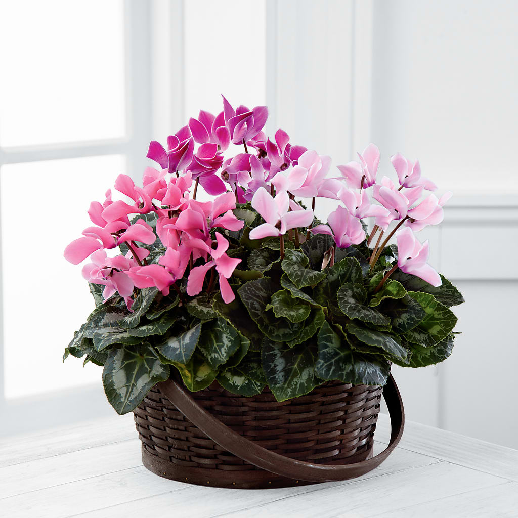 Mixed Cyclamen Planter –  Loose Leaf Florist, Austin TX