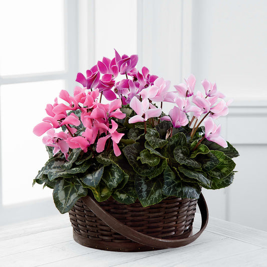 Mixed Cyclamen Planter –  Loose Leaf Florist, Austin TX