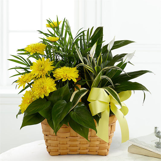 Loving Light Dishgarden –  Loose Leaf Florist, Austin TX