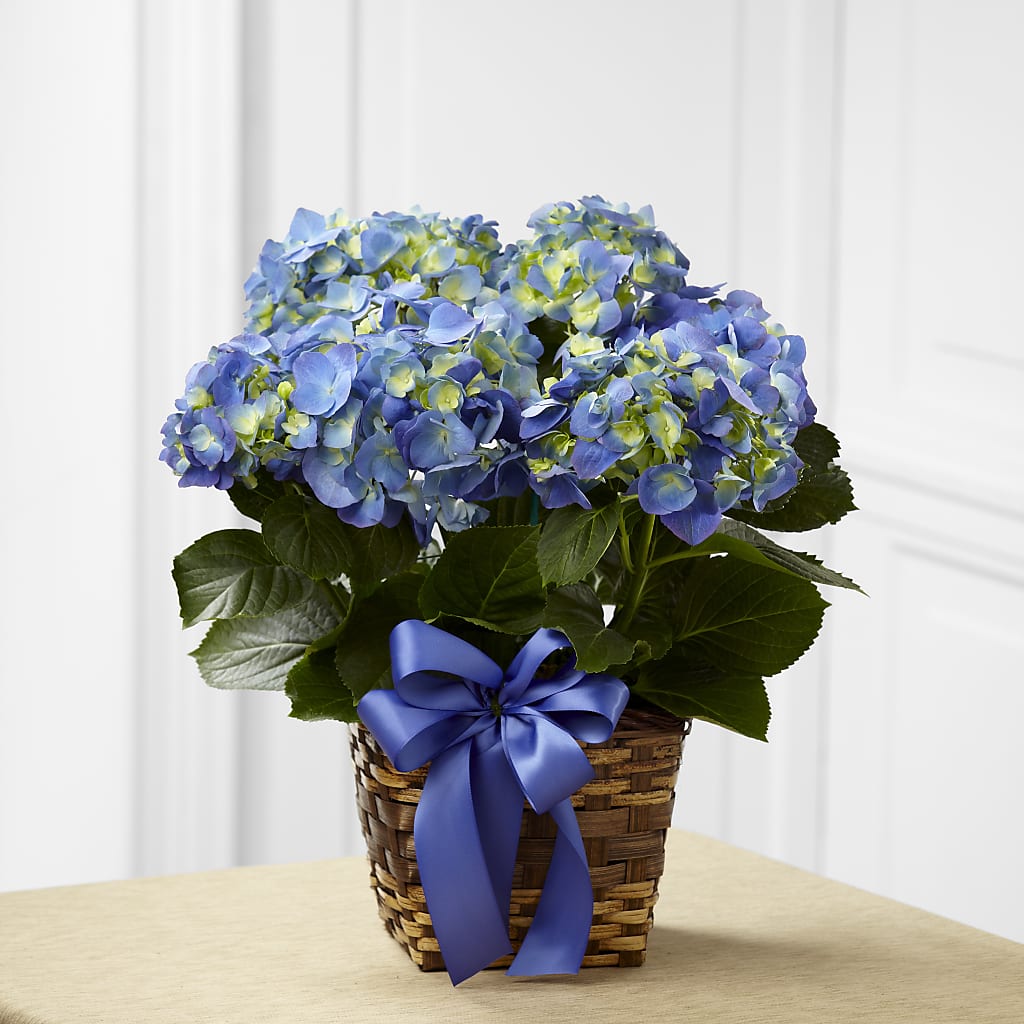 Blue Hydrangea Planter –  Loose Leaf Florist, Austin TX