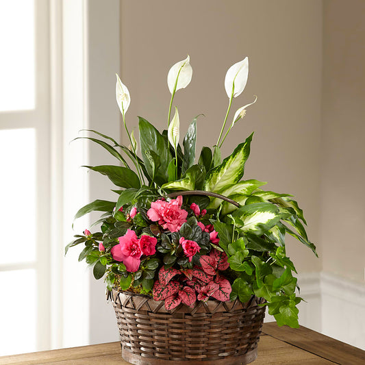 Dream in Pink Dishgarden –  Loose Leaf Florist, Austin TX