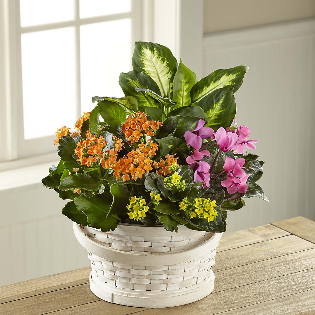 Color Crush Dishgarden –  Loose Leaf Florist, Austin TX