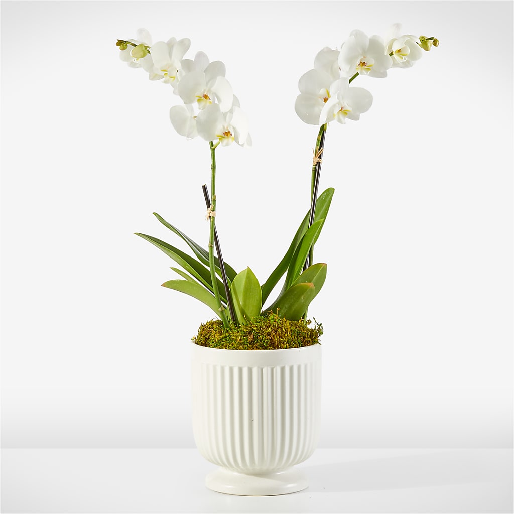 Whispering White Orchid –  Loose Leaf Florist, Austin TX