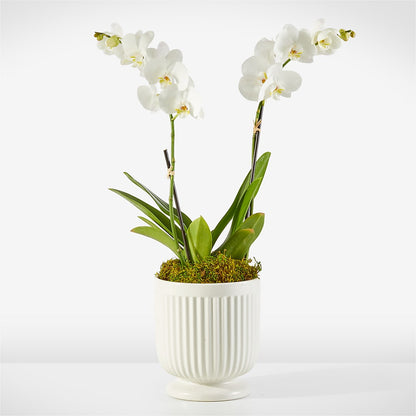 Whispering White Orchid –  Loose Leaf Florist, Austin TX