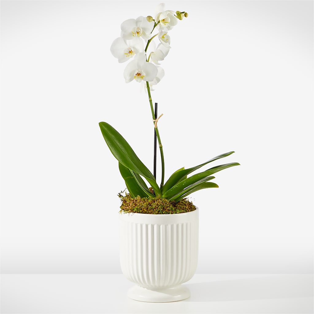 Whispering White Orchid –  Loose Leaf Florist, Austin TX