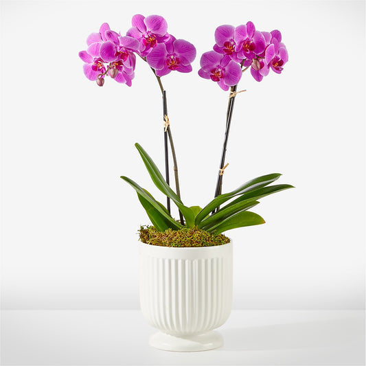 Friendly Fuchsia Orchid –  Loose Leaf Florist, Austin TX