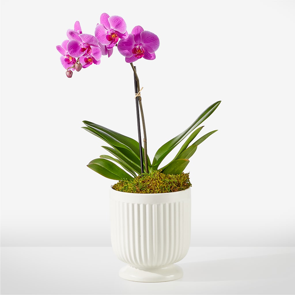 Friendly Fuchsia Orchid –  Loose Leaf Florist, Austin TX