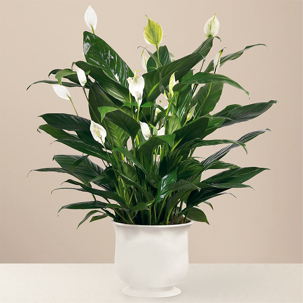 Comfort Planter –  Loose Leaf Florist, Austin TX