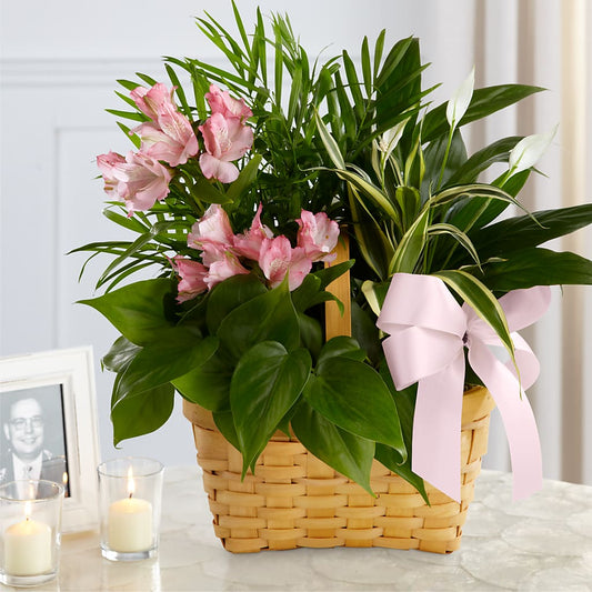 Living Spirit Dishgarden –  Loose Leaf Florist, Austin TX