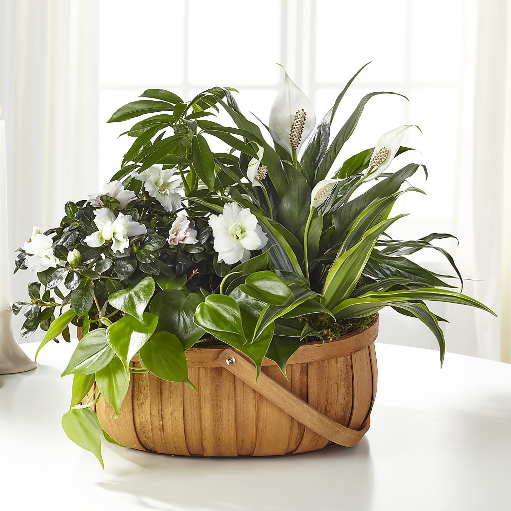 Serene Dishgarden –  Loose Leaf Florist, Austin TX