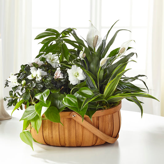 Serene Dishgarden –  Loose Leaf Florist, Austin TX