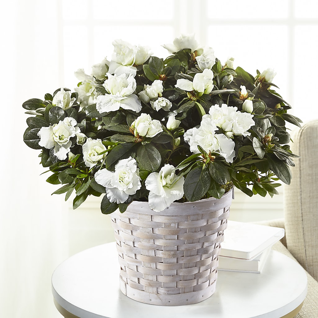 White Azalea Plant –  Loose Leaf Florist, Austin TX