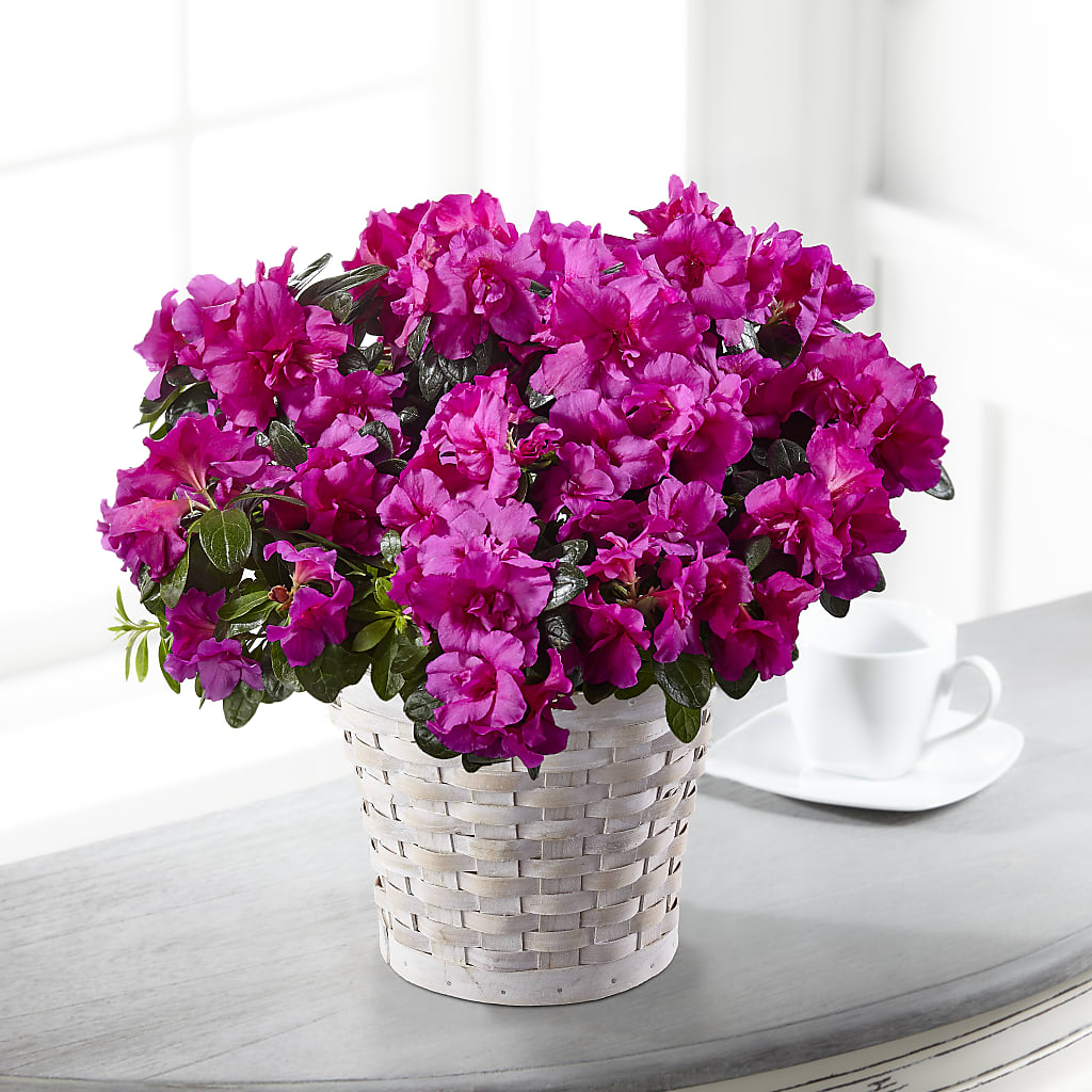 Hope & Serenity Azalea Plant –  Loose Leaf Florist, Austin TX