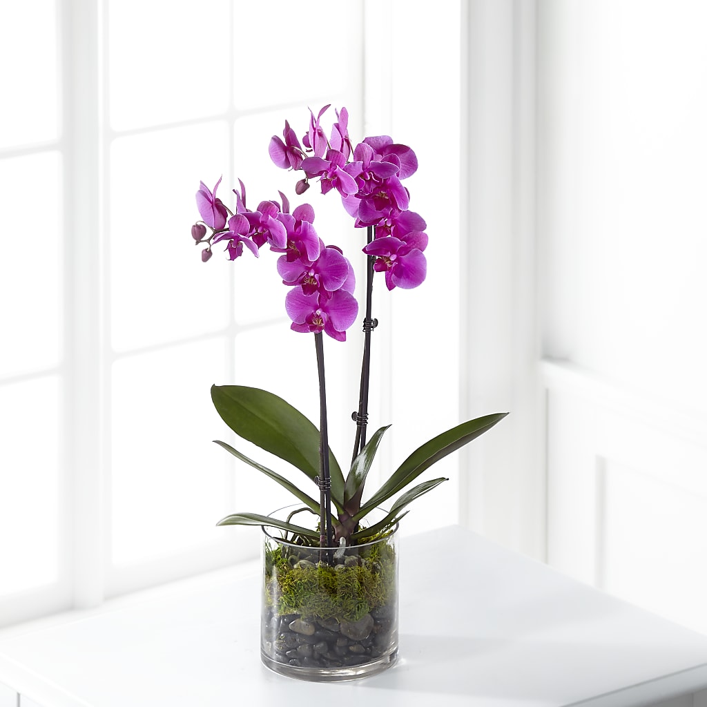 Pink Orchid Plant –  Loose Leaf Florist, Austin TX
