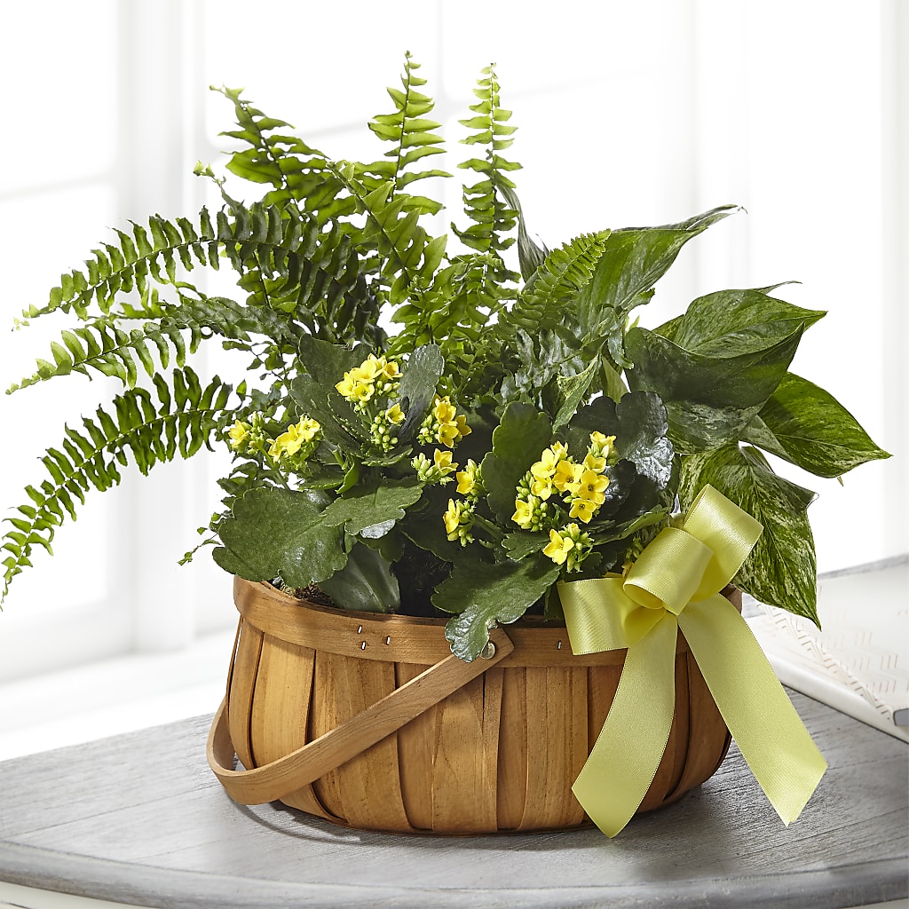 Always Dear Dishgarden –  Loose Leaf Florist, Austin TX