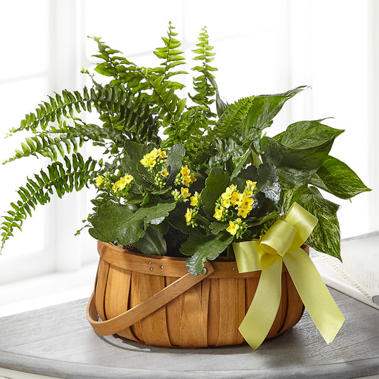 Always Dear Dishgarden –  Loose Leaf Florist, Austin TX