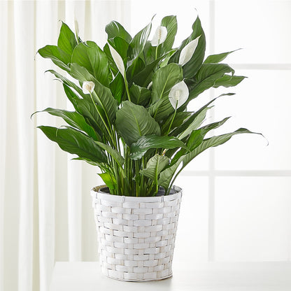 A New Leaf Peace Lily –  Loose Leaf Florist, Austin TX