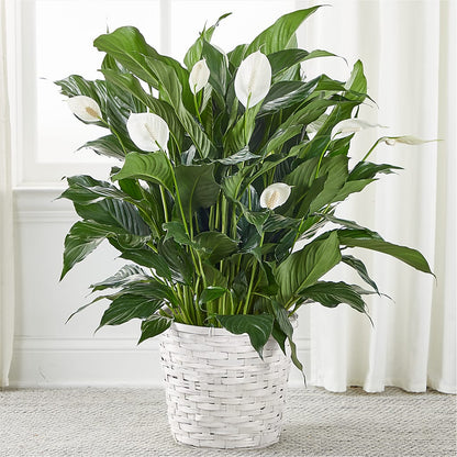 A New Leaf Peace Lily –  Loose Leaf Florist, Austin TX