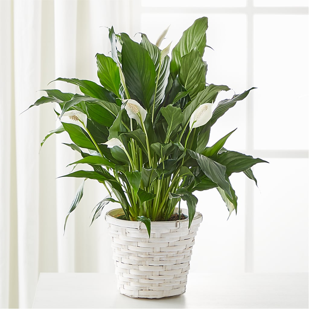 A New Leaf Peace Lily –  Loose Leaf Florist, Austin TX