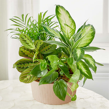 Balance & Harmony Dishgarden –  Loose Leaf Florist, Austin TX