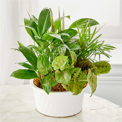 Balance & Harmony Dishgarden –  Loose Leaf Florist, Austin TX