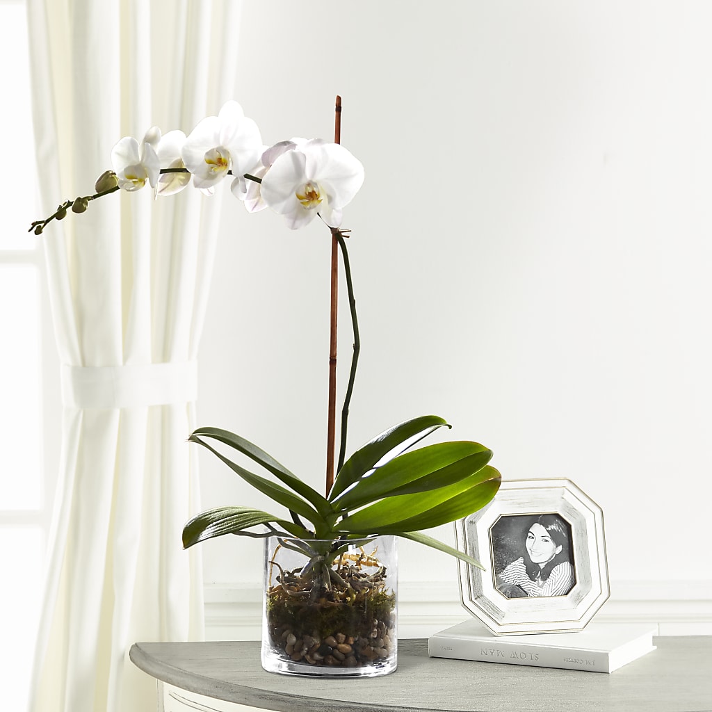 White Orchid Planter –  Loose Leaf Florist, Austin TX
