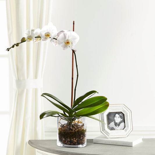 White Orchid Planter –  Loose Leaf Florist, Austin TX