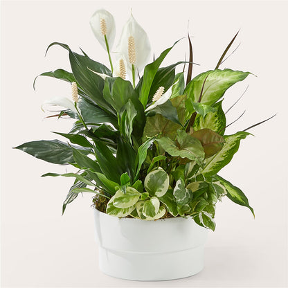 Radiating Positivity Dishgarden –  Loose Leaf Florist, Austin TX