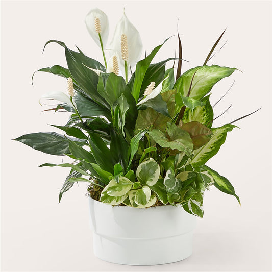 Radiating Positivity Dishgarden –  Loose Leaf Florist, Austin TX
