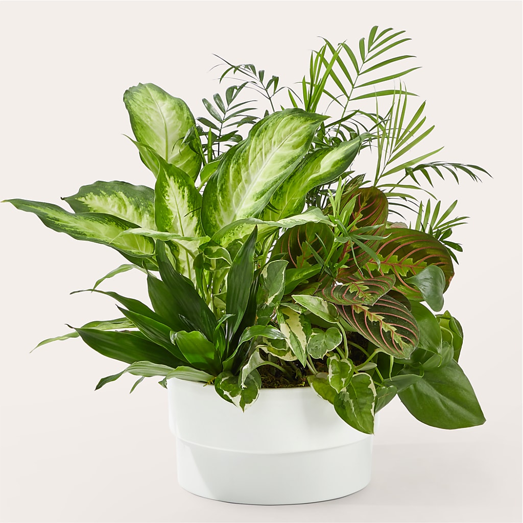 Radiating Positivity Dishgarden –  Loose Leaf Florist, Austin TX